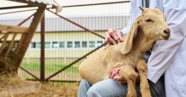 a vet caring for a lamb