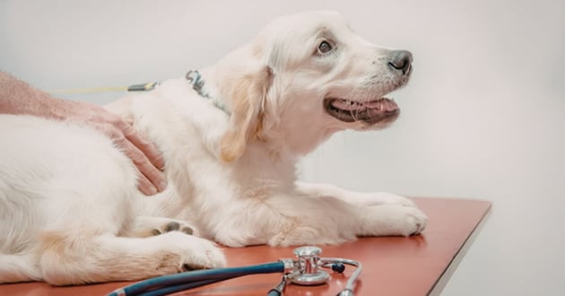 How to Build Bankability for Veterinary Practice Ownership_2