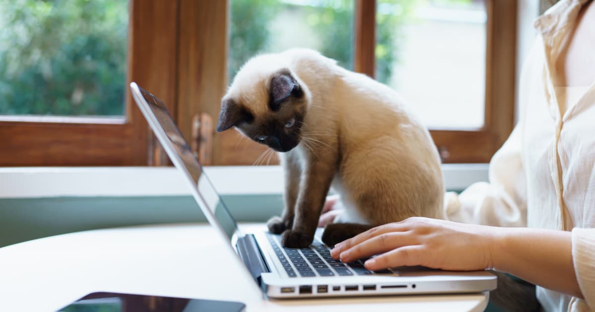 veterinarian types on her laptop as her cat helpfully sits on the laptop watching her type.