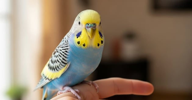 A blue and yellow bird sits on the finger of a person at a veterinary office.