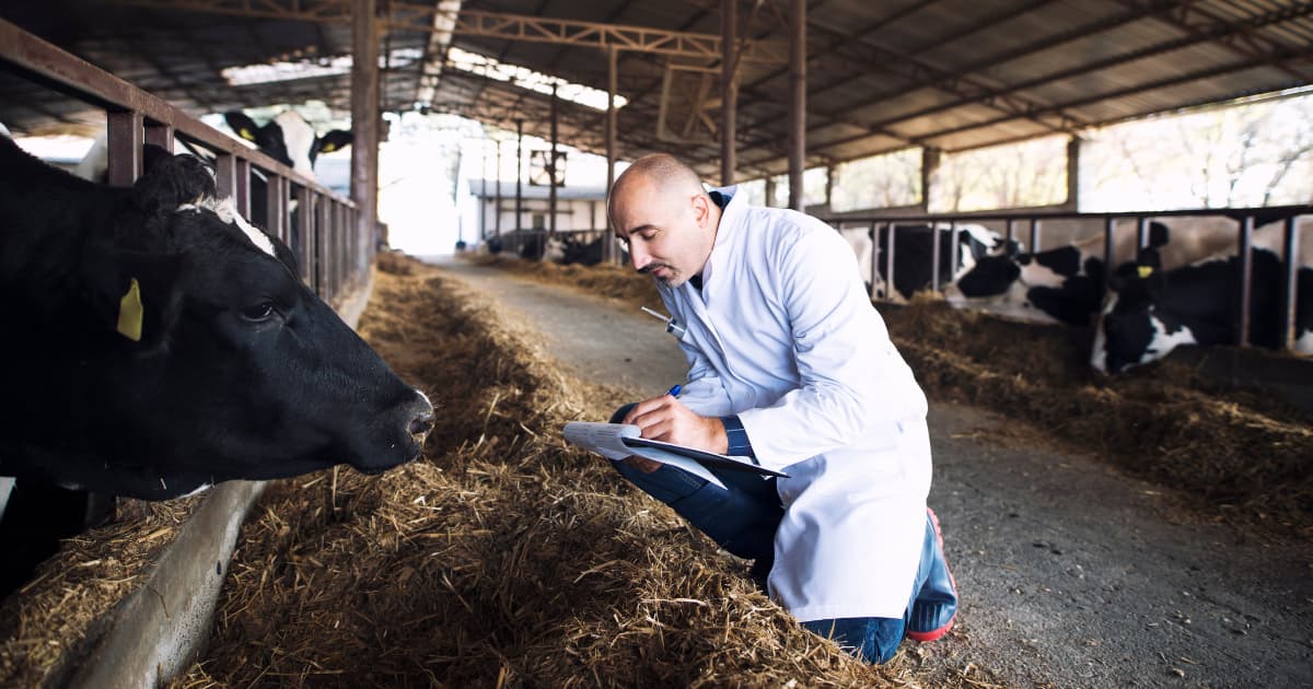 veterinarian taking notes about a cow 