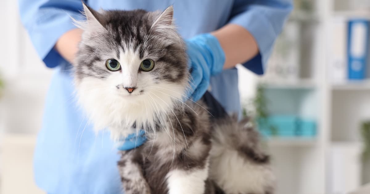 beautiful gray and white cat with green eyes being examined by a veterinarian