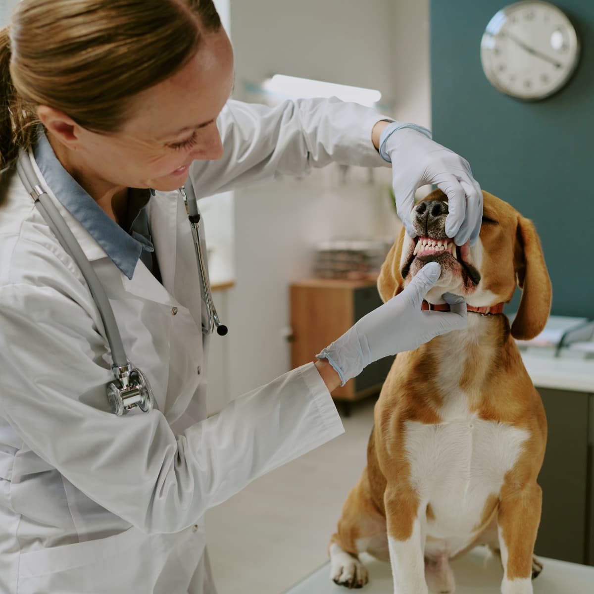 veterinarian examining the teeth of a light brown and white dog.