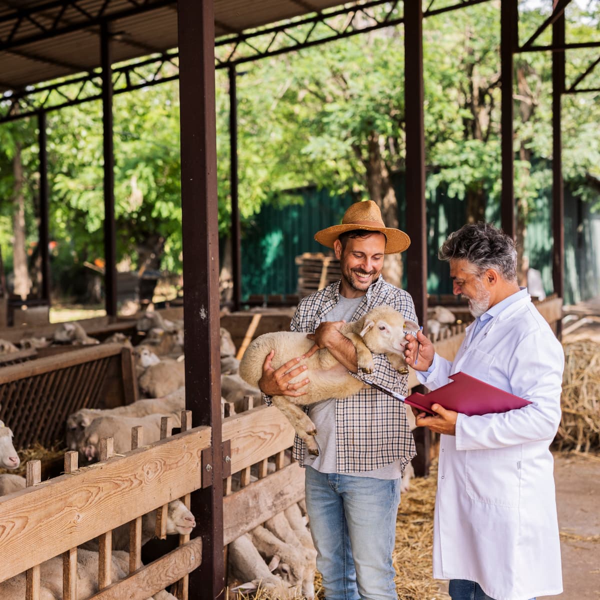 veterinarian and his sheep patient, being held by the sheep's caretaker. They are on location at the farm. 
